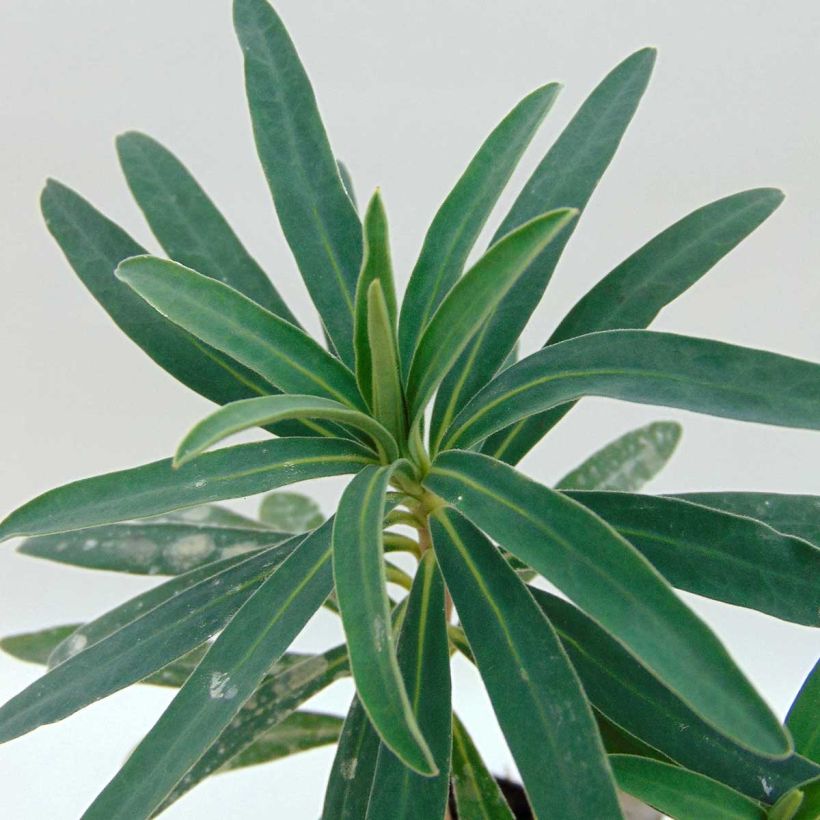Euphorbia characias Blue Wonder - Palisaden-Wolfsmilch (Foliage)
