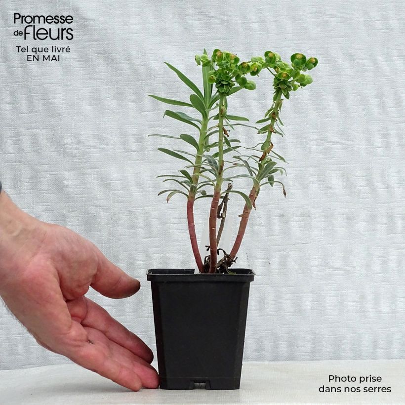 Example of Euphorbia characias Blue Wonder - Palisaden-Wolfsmilch Kleine Töpfe von 8/9 cm as you get in printemps