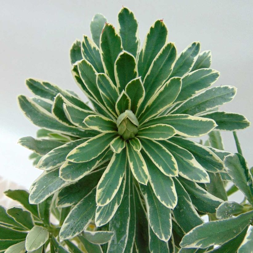 Euphorbia characias Glacier Blue - Palisaden-Wolfsmilch (Laub)