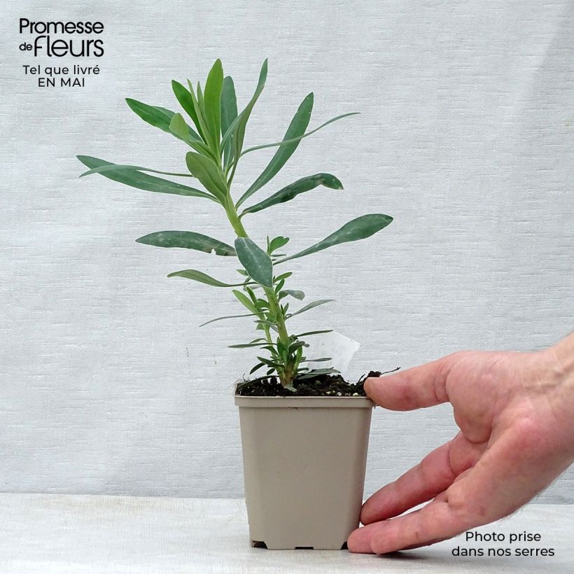 Example of Euphorbia characias Humpty Dumpty - Palisaden-Wolfsmilch Kleine Töpfe von 8/9 cm as you get in printemps