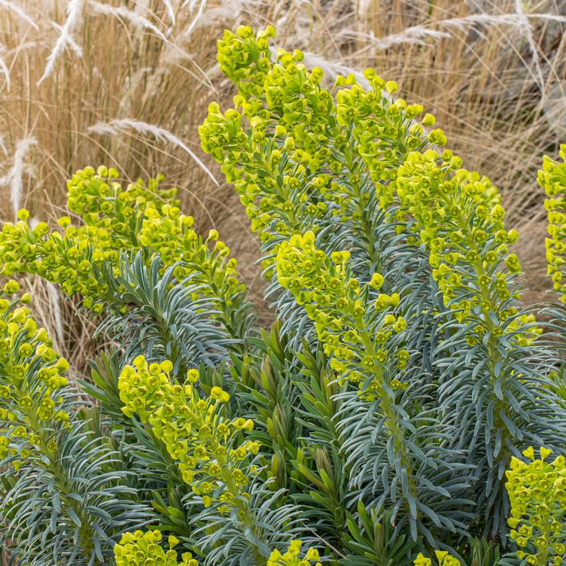 Euphorbia characias Humpty Dumpty - Palisaden-Wolfsmilch (Plant habit)