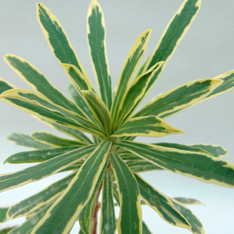 Euphorbia characias Wilcott - Palisaden-Wolfsmilch (Foliage)