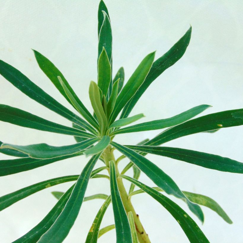 Euphorbia characias ssp. wulfenii - Palisaden-Wolfsmilch (Foliage)