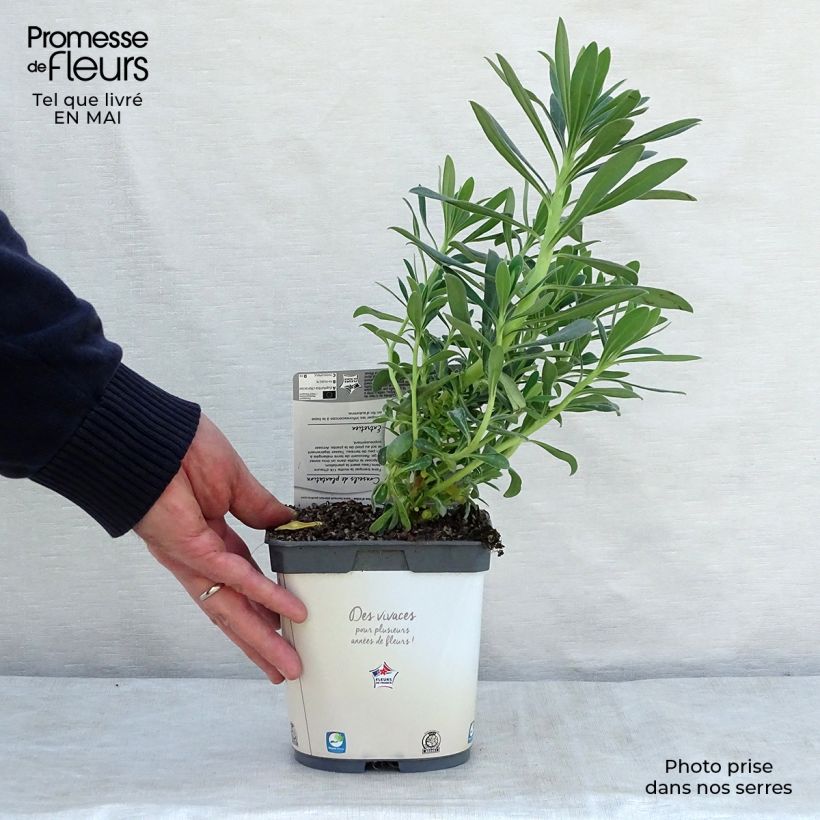 Example of Euphorbia characias ssp. wulfenii - Palisaden-Wolfsmilch Topf mit 2L/3L as you get in printemps