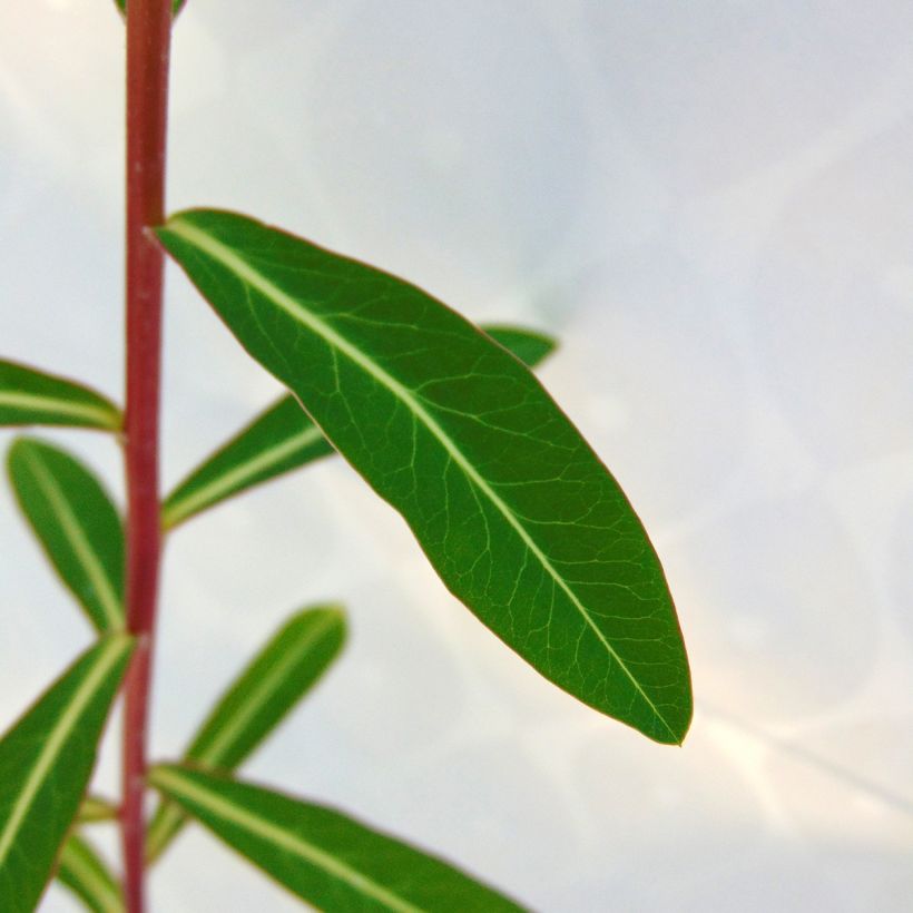 Euphorbia cornigera Goldener Turm - Horn-Wolfsmilch (Laub)