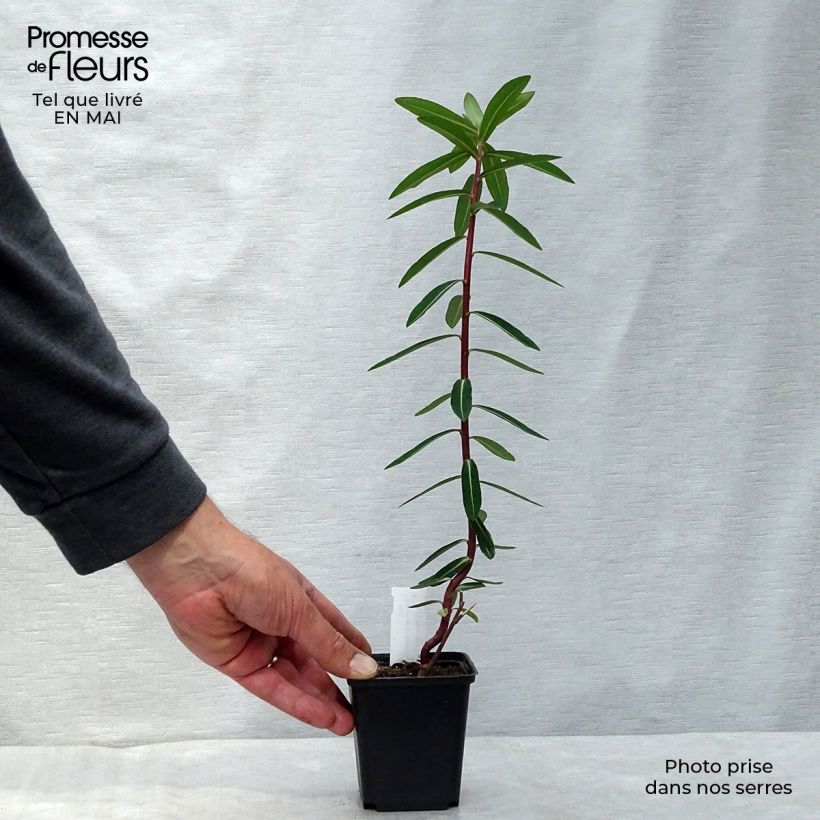 Exemplar von Euphorbia cornigera Goldener Turm - Horn-Wolfsmilch Kleine Töpfe von 8/9 cm wie im Frühjahr geliefert