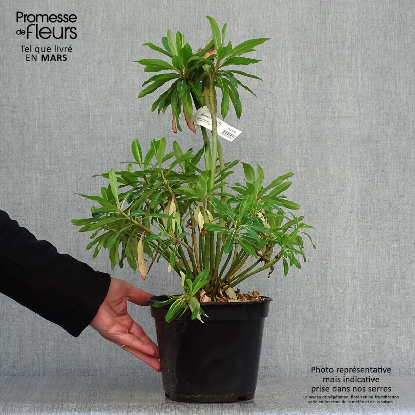 Example of Euphorbia mellifera - Honiggebenden Wolfsmilch Topf mit 2L/3L as you get in printemps
