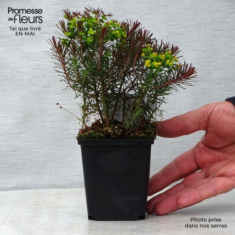 Example of Euphorbia cyparissias Clarice Howard - Zypressen-Wolfsmilch Kleine Töpfe von 8/9 cm as you get in printemps