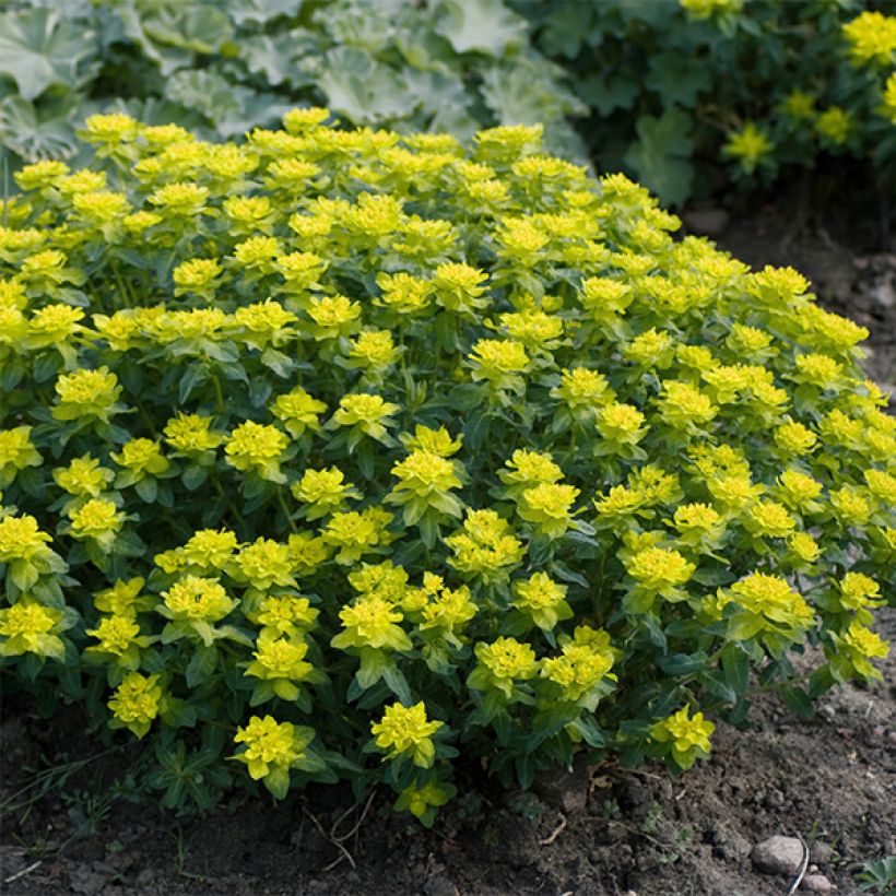 Euphorbia polychroma Candy - Gold-Wolfsmilch (Wuchs)