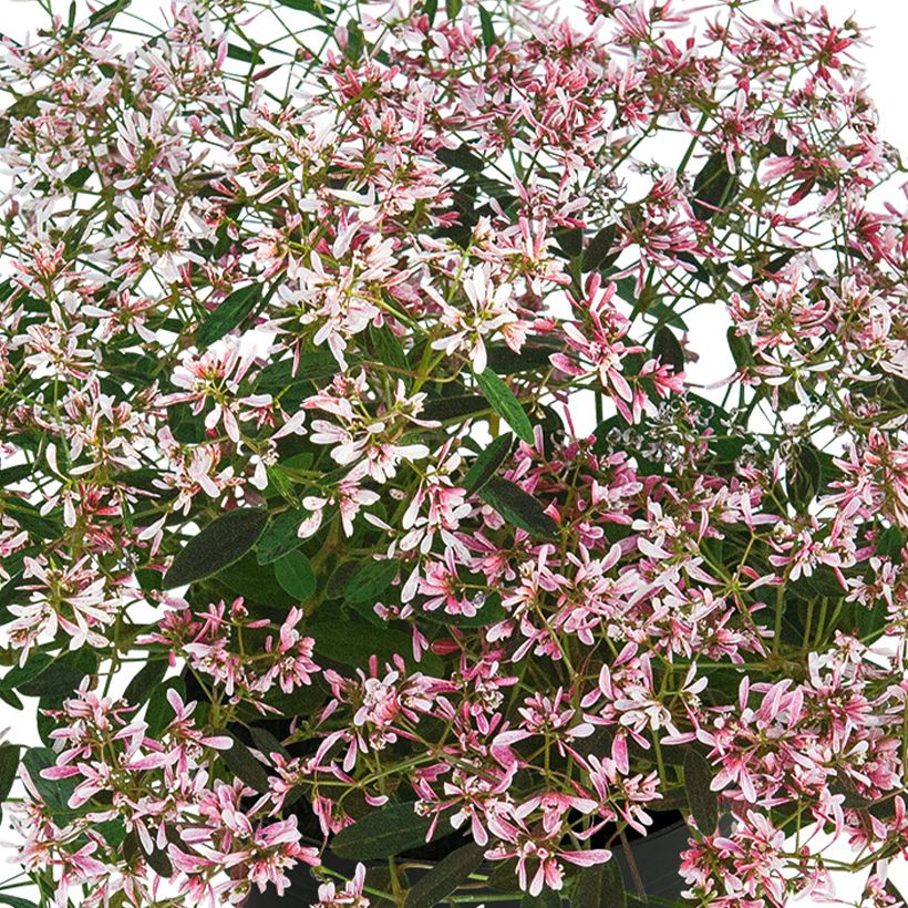 Euphorbe hypericifolia Shades in Pink - Wolfsmilch (Flowering)