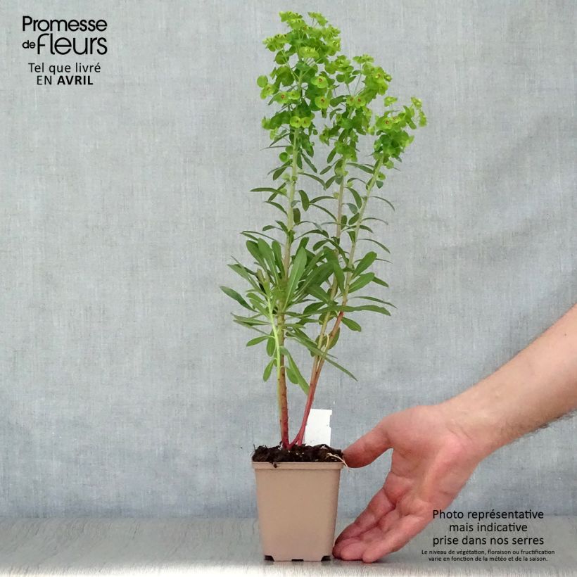 Exemplar von Euphorbia martinii - Busch-Wolfsmilch Kleine Töpfe von 8/9 cm wie im Frühjahr geliefert