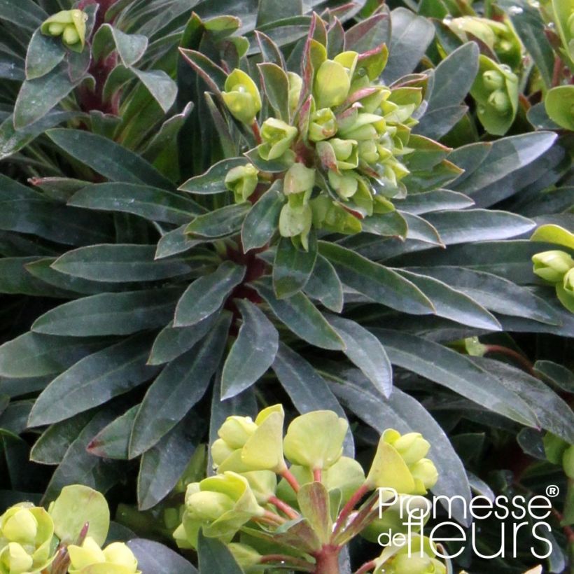 Euphorbia pseudovirgata Redwing - Wolfsmilch (Foliage)
