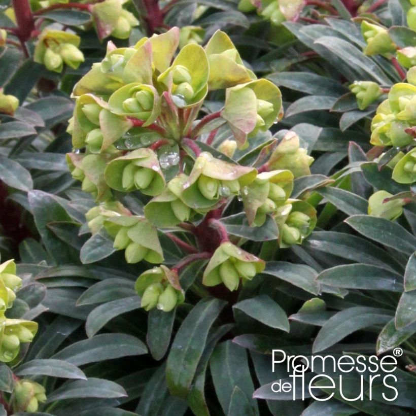 Euphorbia pseudovirgata Redwing - Wolfsmilch (Flowering)
