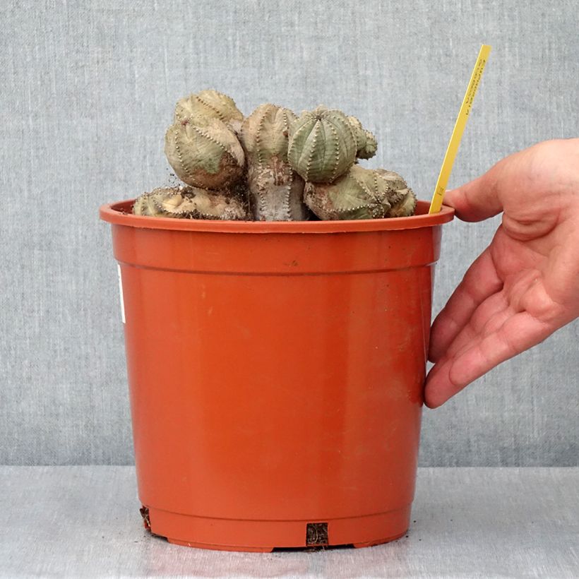 Exemplar von Euphorbia globosa Topf mit 4L/5L wie im Frühjahr geliefert