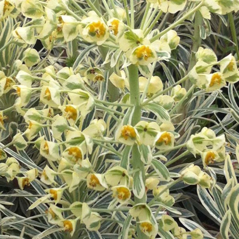 Euphorbia characias Emmer Green - Palisaden-Wolfsmilch (Flowering)