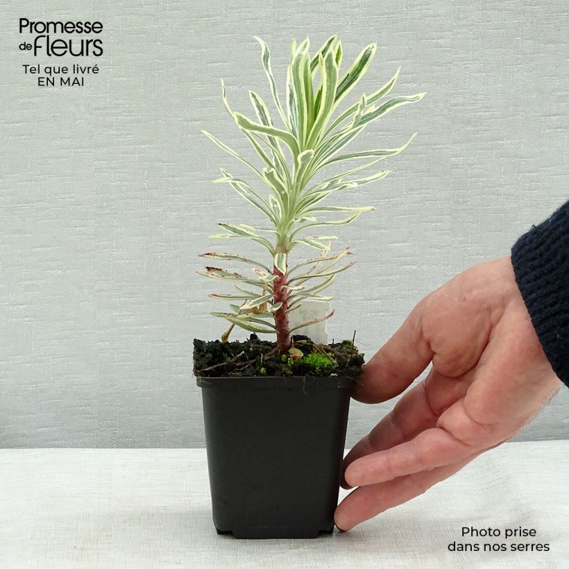 Example of Euphorbia characias Emmer Green - Palisaden-Wolfsmilch Kleine Töpfe von 8/9 cm as you get in printemps