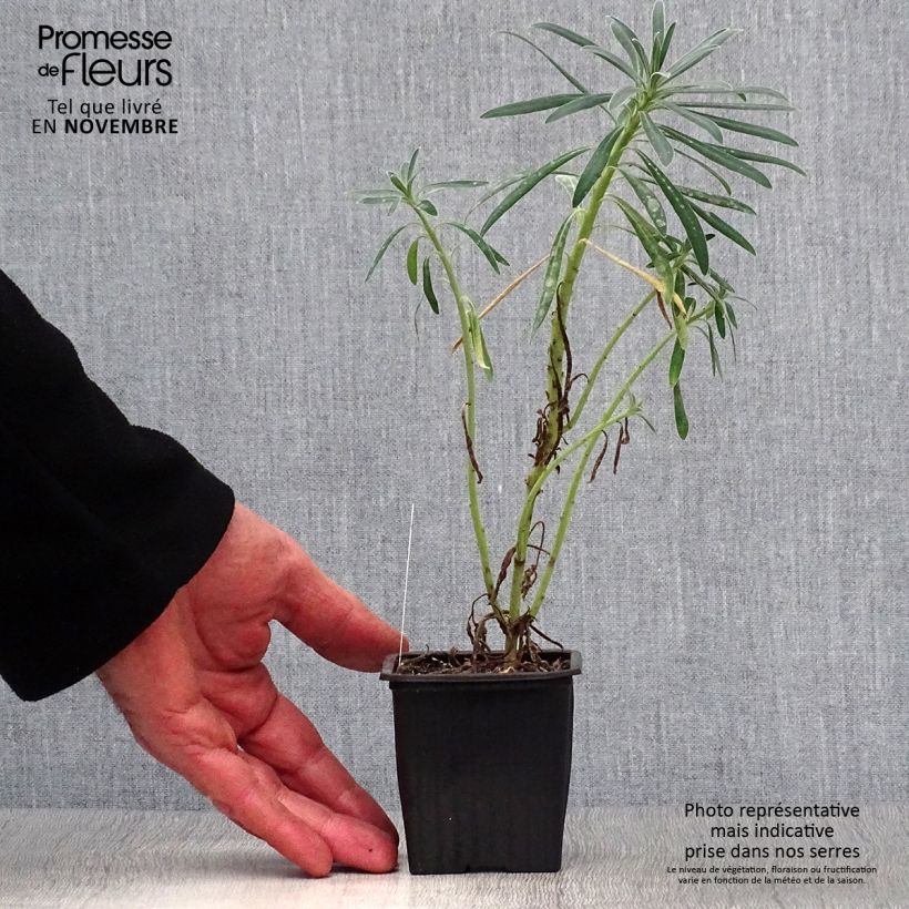 Exemplar von Palisaden-Wolfsmilch - Euphorbia characias Kleine Töpfe von 8/9 cm wie im Herbst geliefert