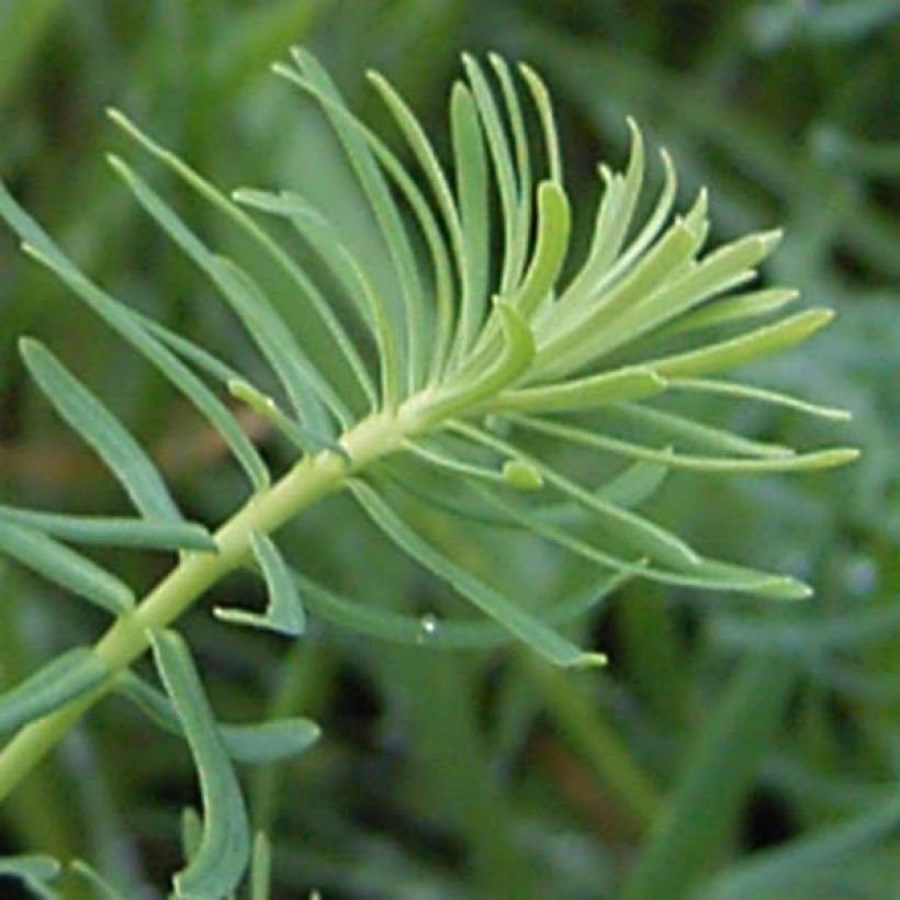 Euphorbia cyparissias - Zypressen-Wolfsmilch (Foliage)