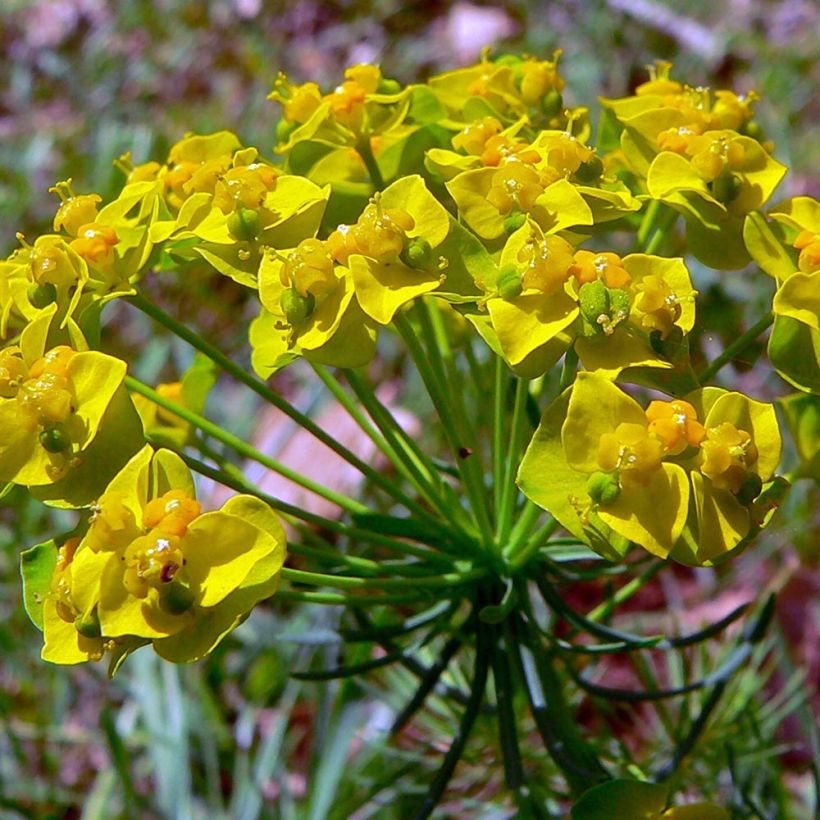 Euphorbia cyparissias Clarice Howard - Zypressen-Wolfsmilch (Flowering)