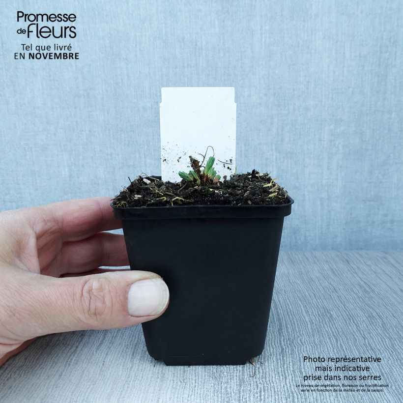 Exemplar von Euphorbia cyparissias Fens Ruby - Zypressen-Wolfsmilch Kleine Töpfe von 8/9 cm wie im Herbst geliefert