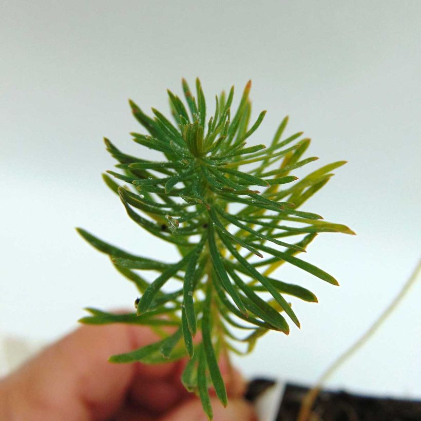 Euphorbia cyparissias Orange Man - Zypressen-Wolfsmilch (Foliage)
