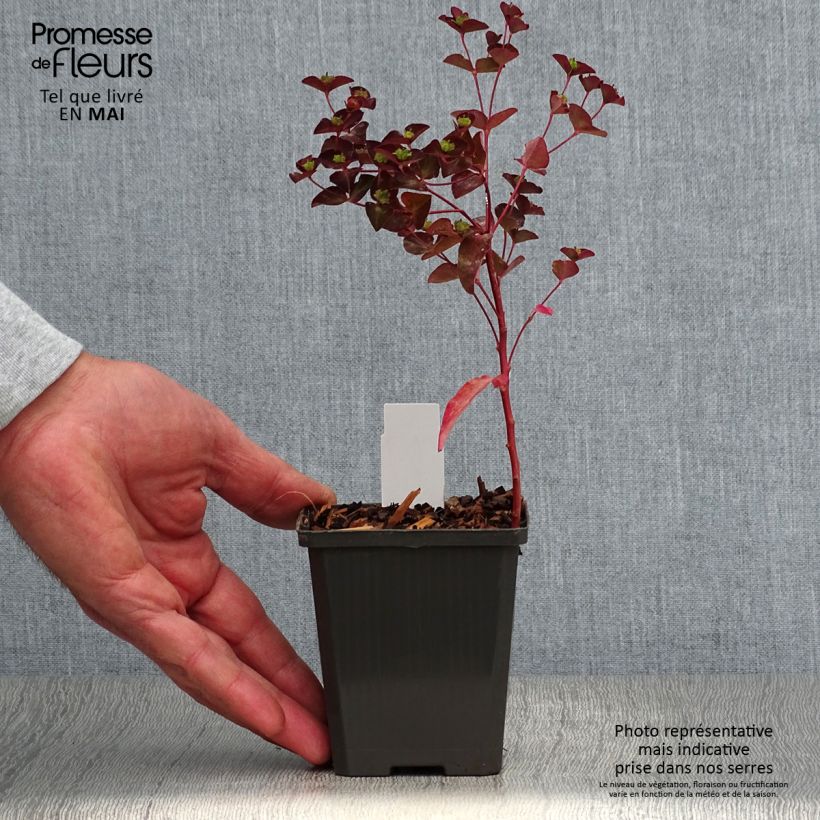 Exemplar von Euphorbia dulcis Chameleon - Süße Wolfsmilch Kleine Töpfe von 8/9 cm wie im Frühjahr geliefert