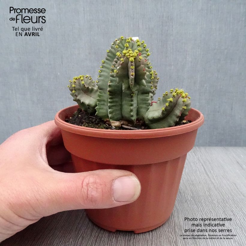 Exemplar von Euphorbia fruticosa Inermis - Wolfsmilch Topf 12 cm / 13 cm wie im Frühjahr geliefert