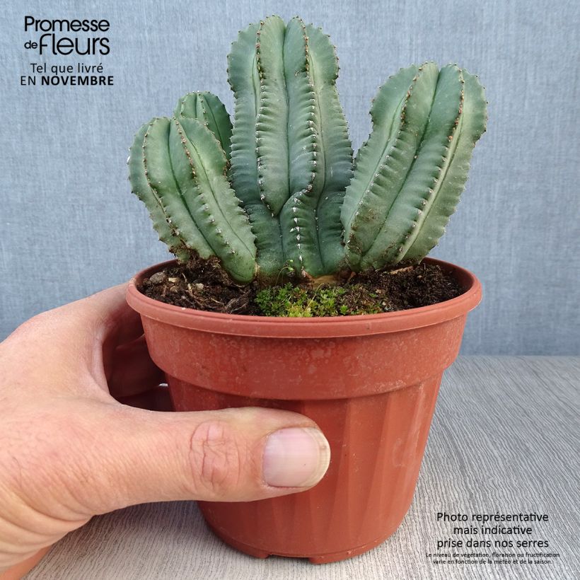 Exemplar von Euphorbia fruticosa Inermis - Wolfsmilch Topf 12 cm / 13 cm wie im Herbst geliefert