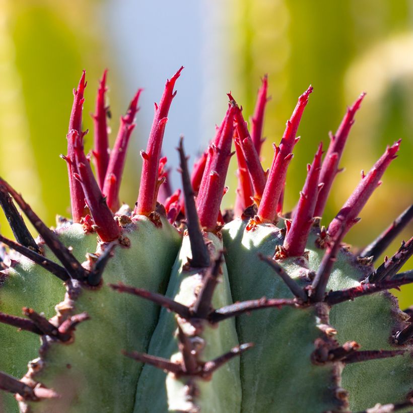 Euphorbia horrida Alba (Laub)
