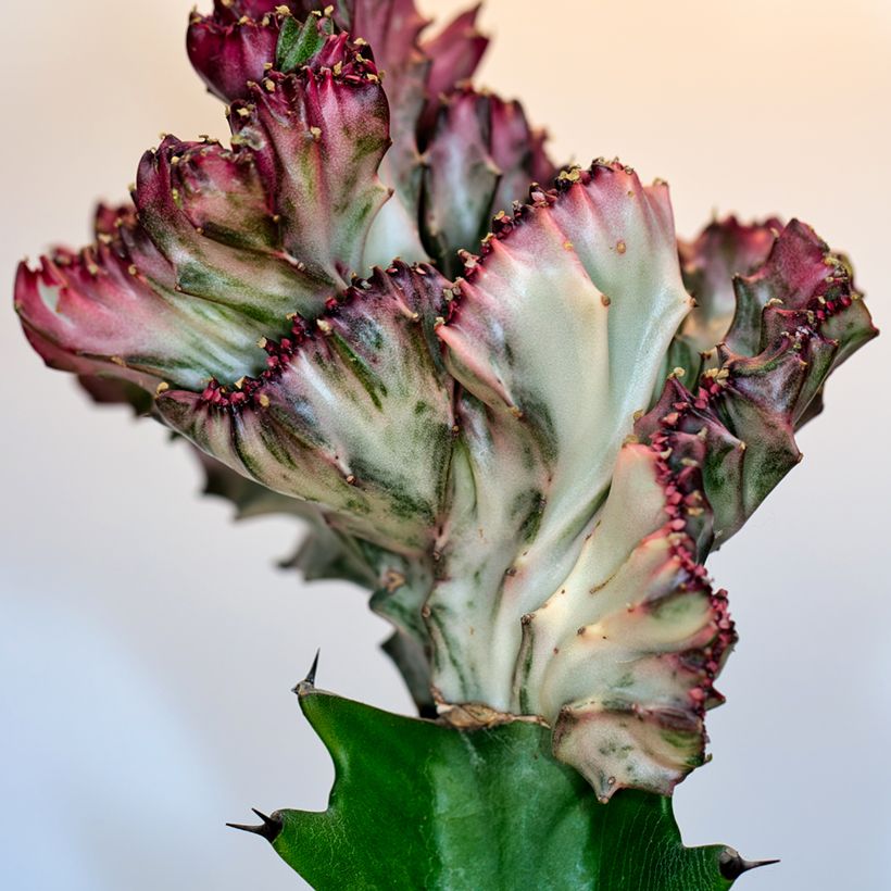 Euphorbia lactea Cristata - Korallen-Wolfsmilch (Laub)