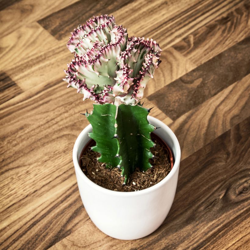 Euphorbia lactea Cristata - Korallen-Wolfsmilch (Wuchs)