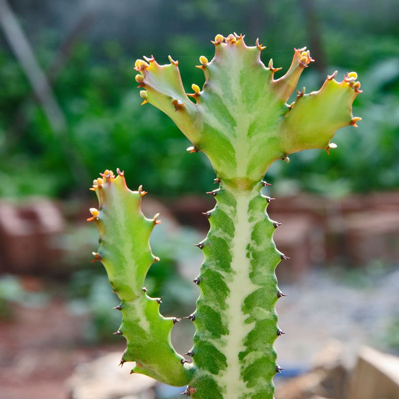 Euphorbia lactea - Korallen-Wolfsmilch (Laub)
