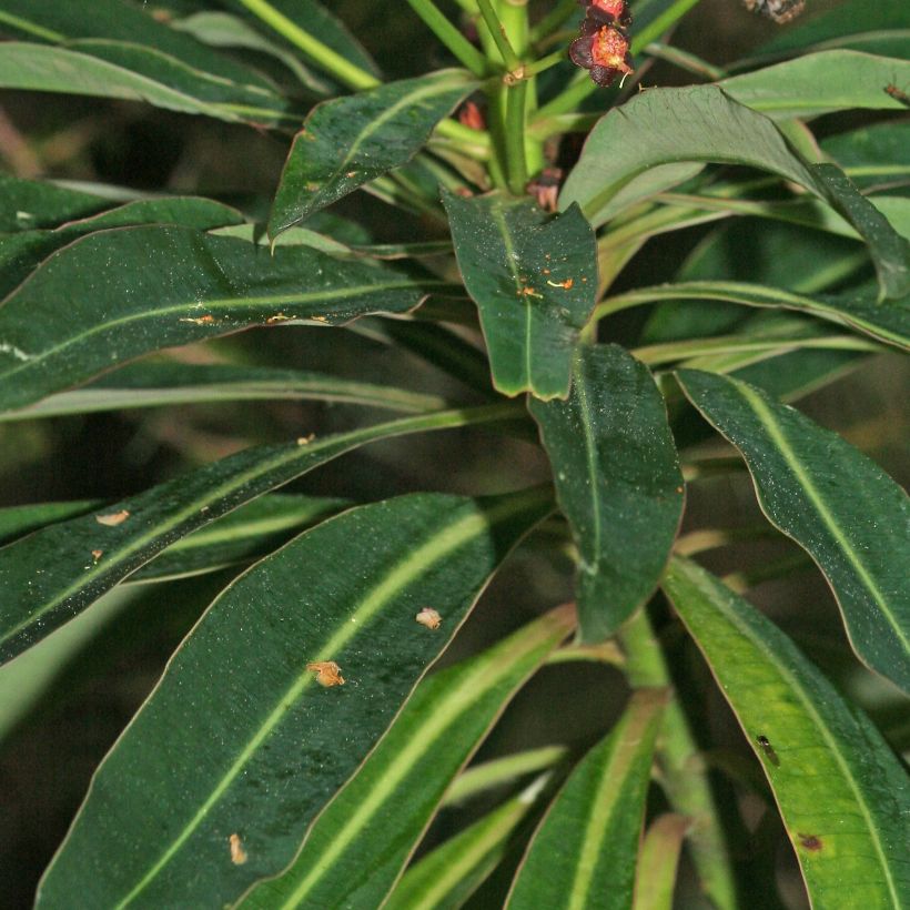 Euphorbia mellifera - Honiggebenden Wolfsmilch (Foliage)