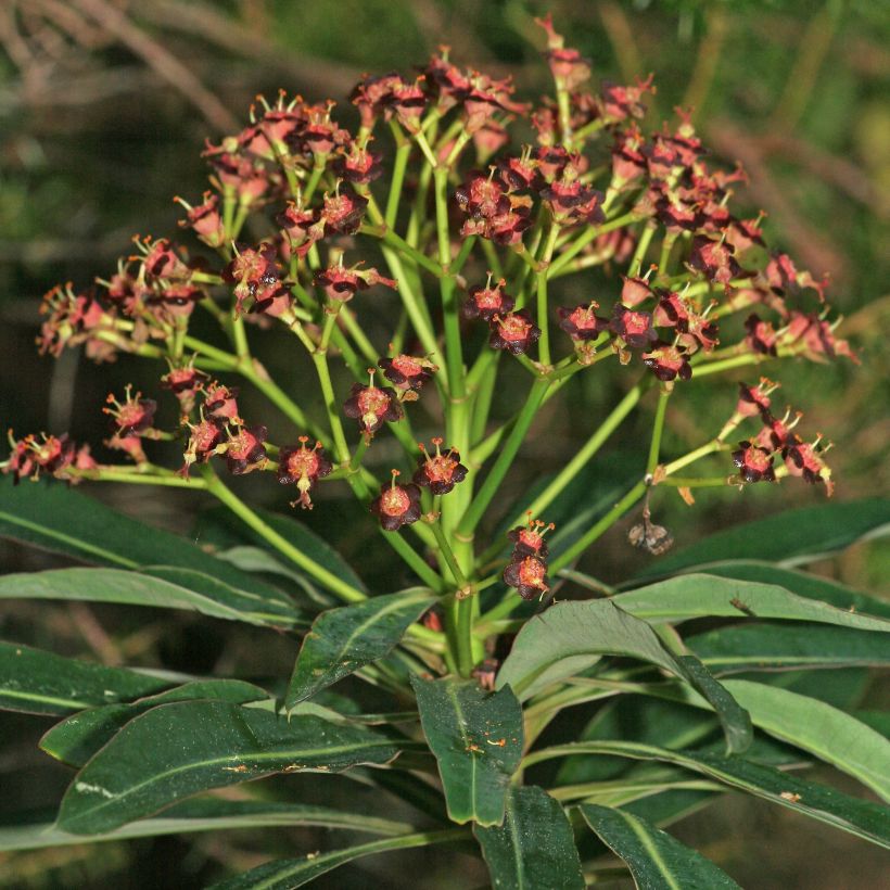 Euphorbia mellifera - Honiggebenden Wolfsmilch (Flowering)