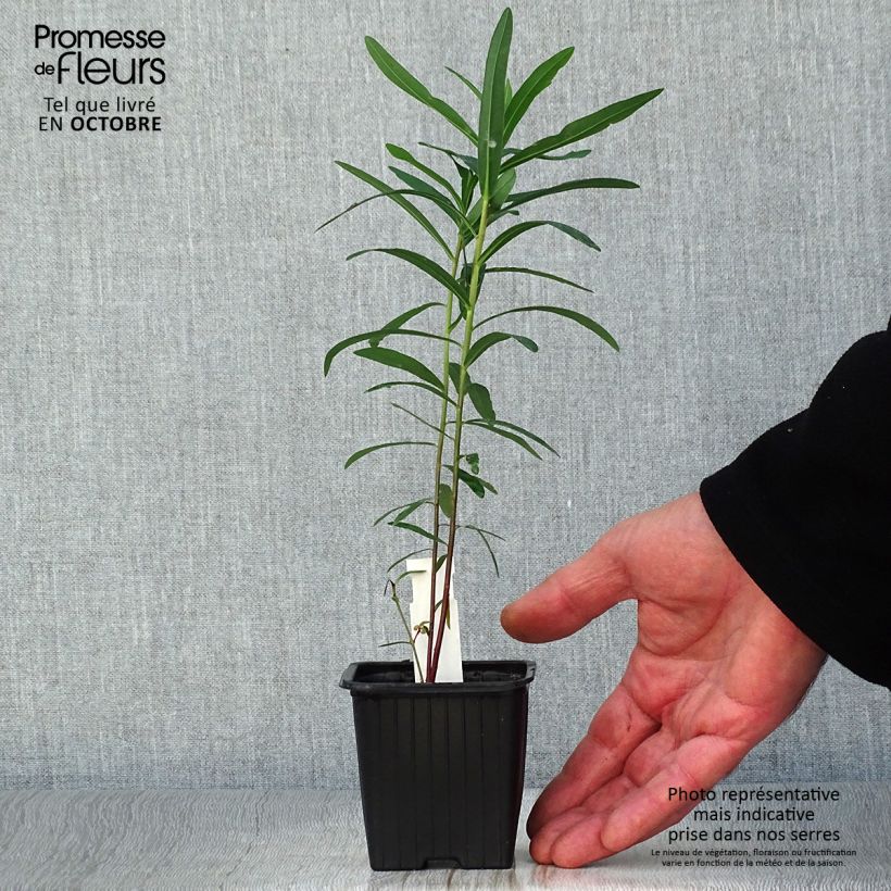 Exemplar von Euphorbia palustris - Sumpf-Wolfsmilch Kleine Töpfe von 8/9 cm wie im Herbst geliefert