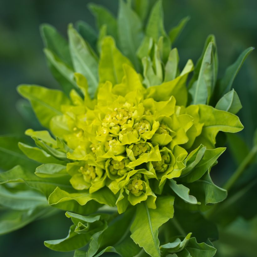 Euphorbia polychroma - Gold-Wolfsmilch (Flowering)