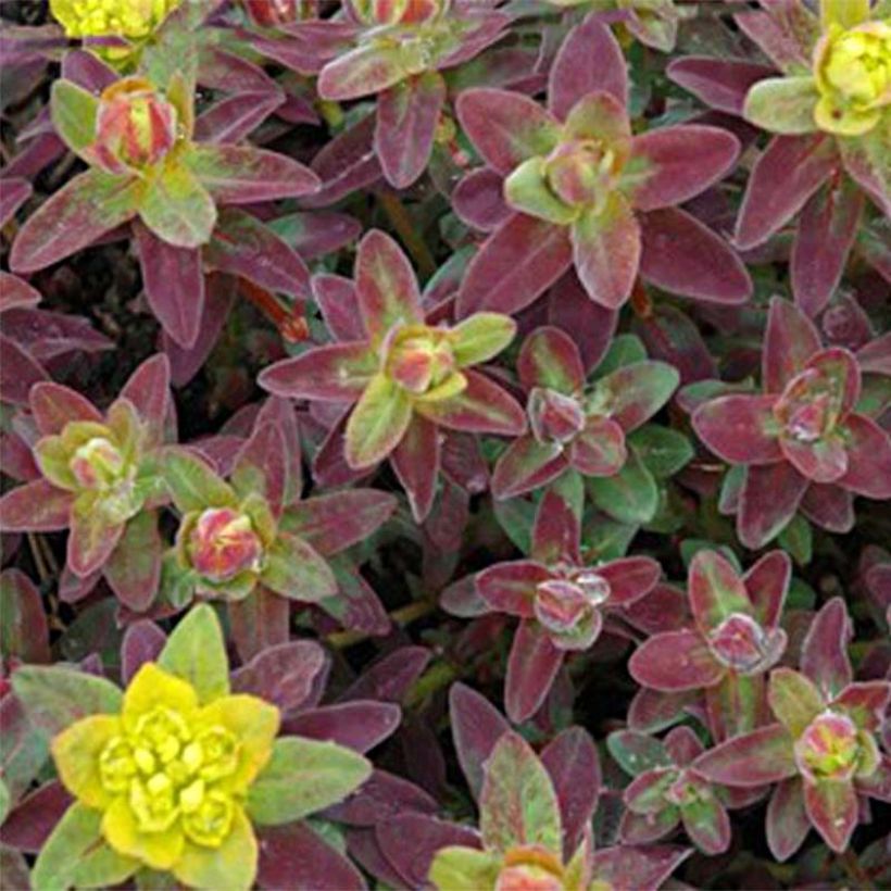 Euphorbia polychroma Bonfire - Gold-Wolfsmilch (Foliage)