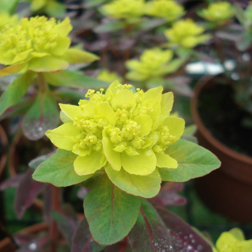 Euphorbia polychroma Bonfire - Gold-Wolfsmilch (Flowering)