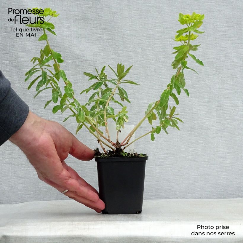Example of Euphorbia polychroma - Gold-Wolfsmilch Kleine Töpfe von 8/9 cm as you get in printemps