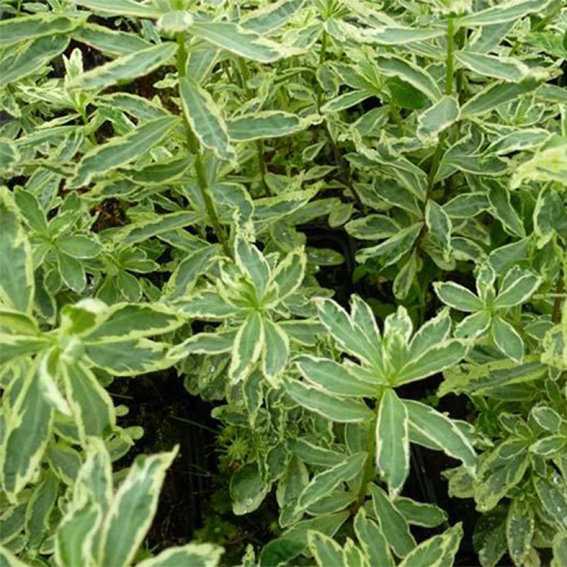 Euphorbia polychroma Variegata - Gold-Wolfsmilch (Laub)