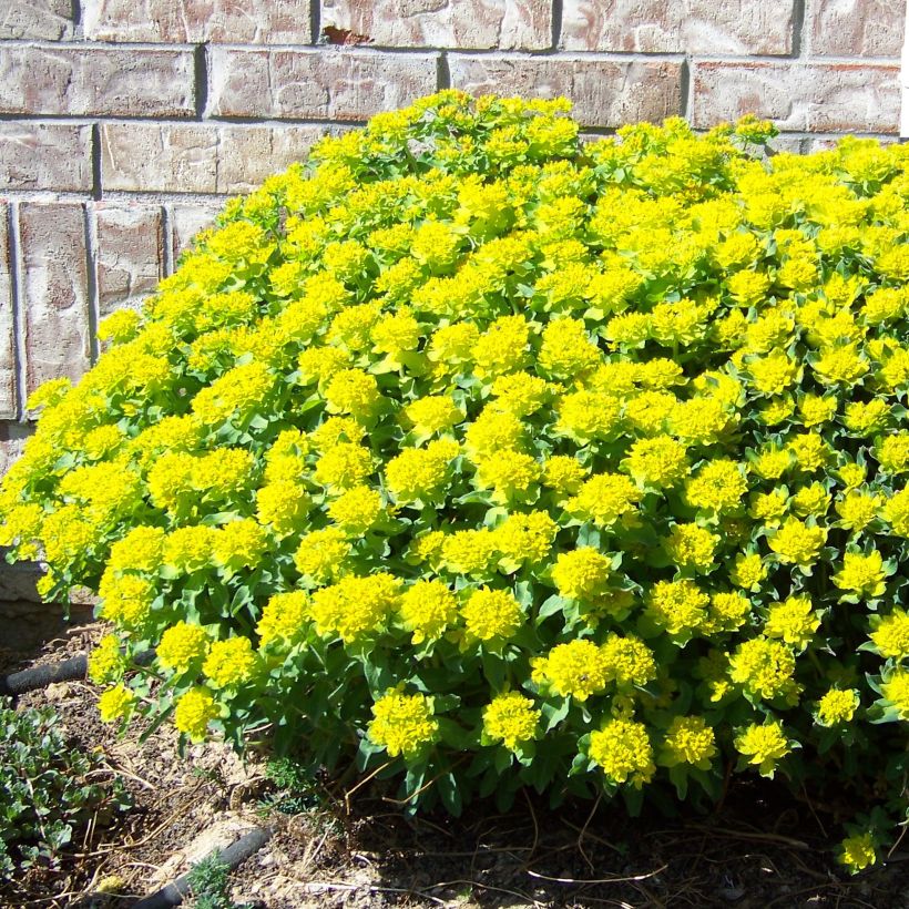Euphorbia polychroma Major - Gold-Wolfsmilch (Wuchs)