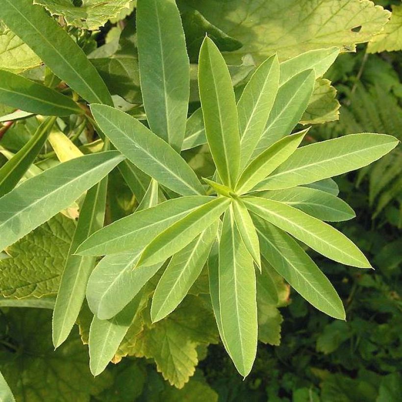 Euphorbia sarawschanica - Wolfsmilch (Laub)