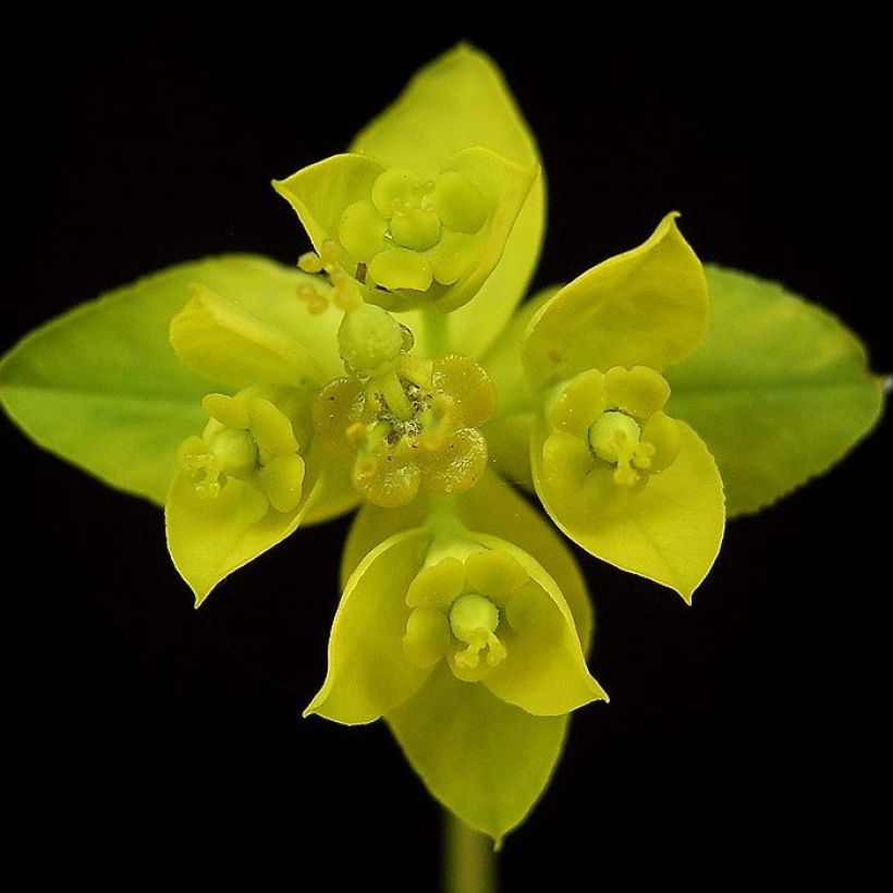 Euphorbia sarawschanica - Wolfsmilch (Blüte)