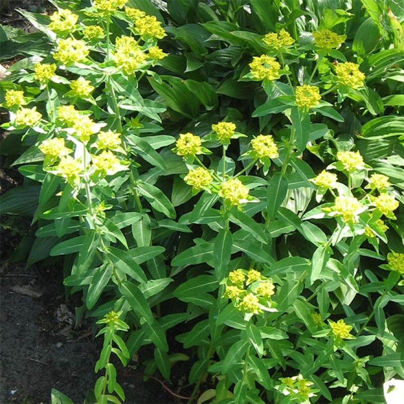 Euphorbia schillingii - Wolfsmilch (Wuchs)
