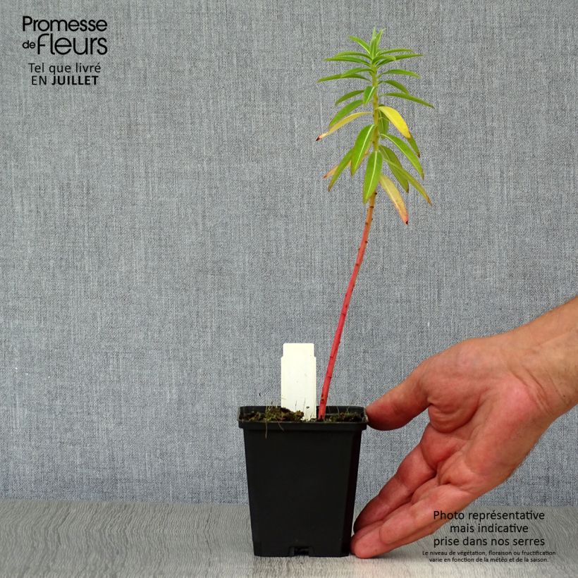 Exemplar von Euphorbia schillingii - Wolfsmilch Kleine Töpfe von 8/9 cm wie im Sommer geliefert