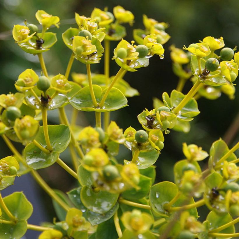 Euphorbia seguieriana subsp. niciciana - Steppen-Wolfsmilch (Flowering)