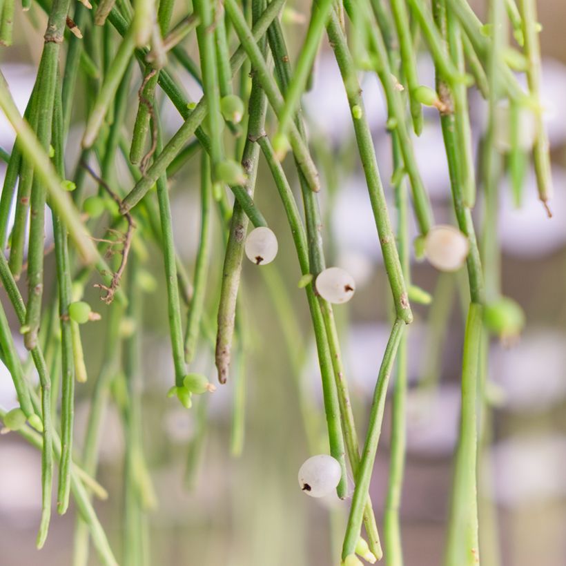 Bleistiftstrauch - Euphorbia tirucalli (Ernte)