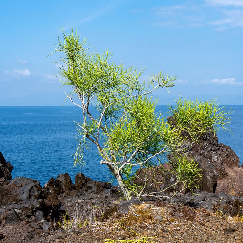 Bleistiftstrauch - Euphorbia tirucalli (Wuchs)