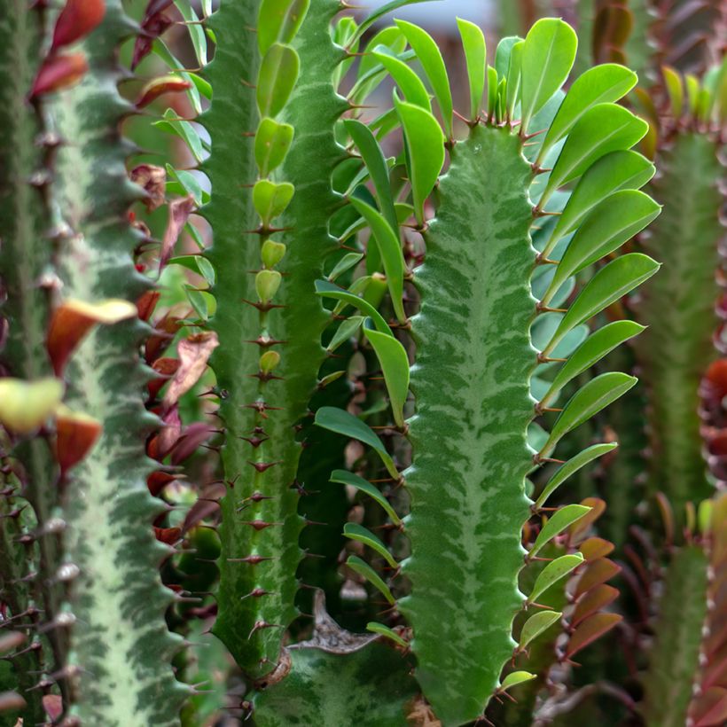 Euphorbia trigona (Foliage)