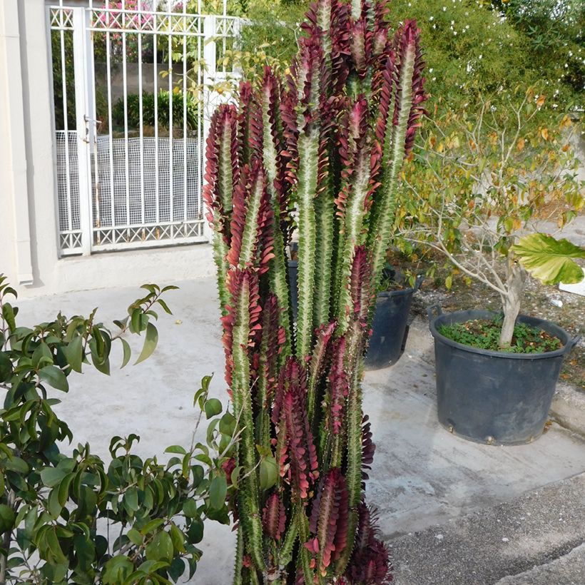 Euphorbia trigona f. rubra (Wuchs)